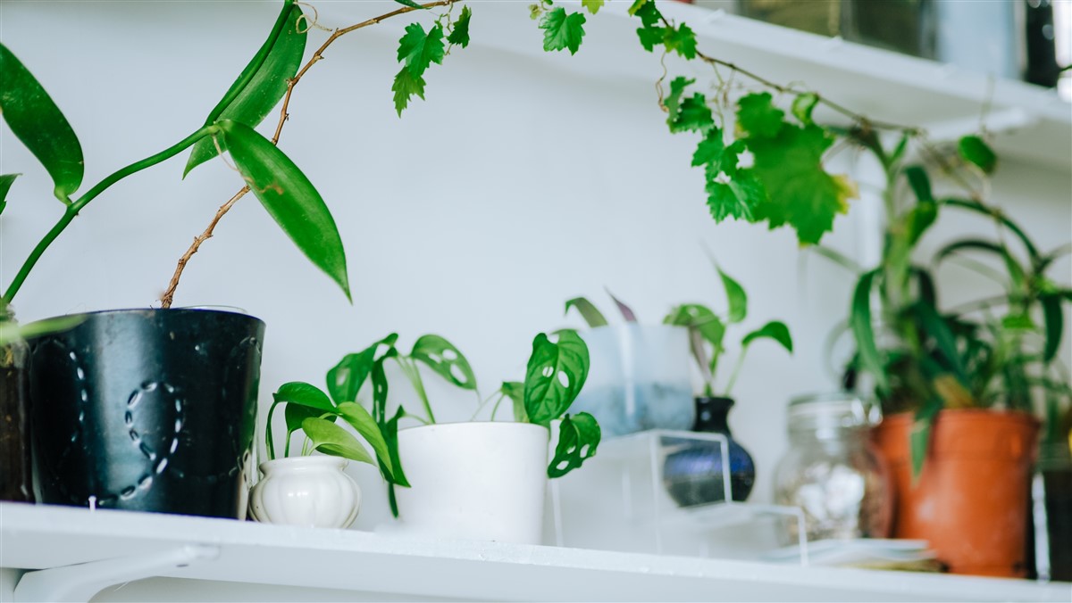 Ficus Benjamina