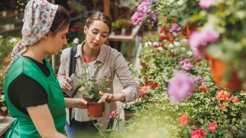 Planning des phases lunaires : optimiser son jardinage en décembre 2024