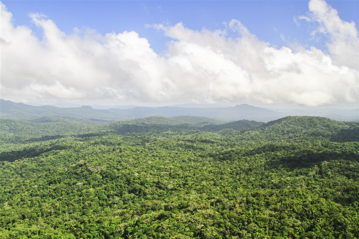 forêt primaire indemne