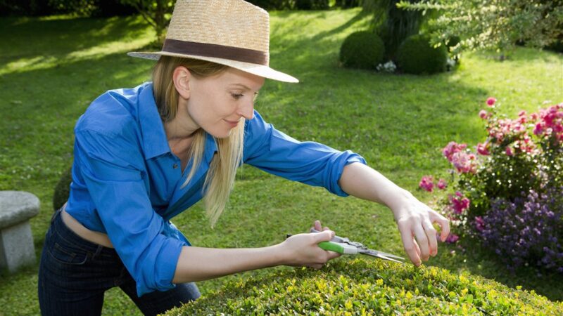 Choisir la meilleure haie végétale brise-vue pour un jardin impénétrable