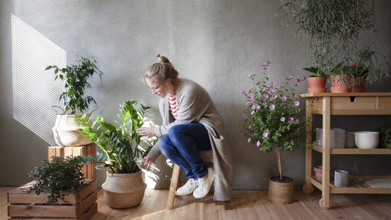 Le soin de votre Ficus Benjamina, la vedette des plantes d’intérieur