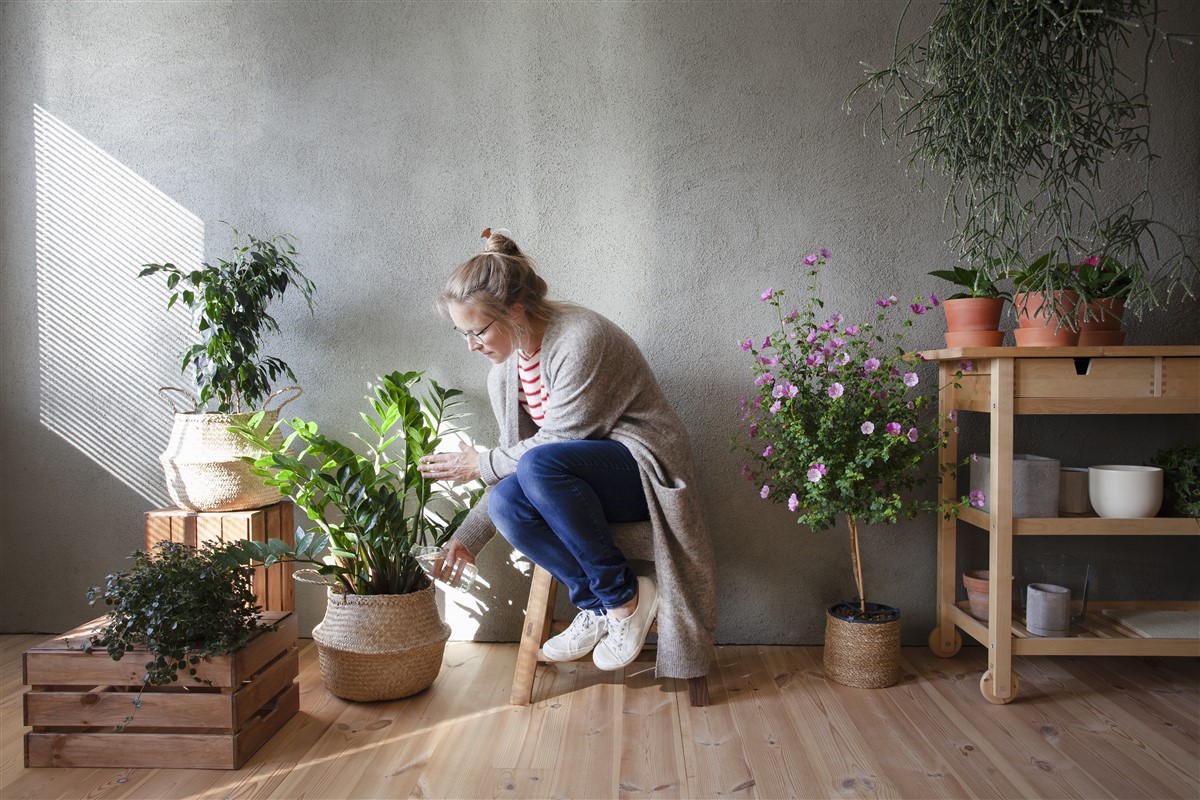 Le soin de votre Ficus Benjamina, la vedette des plantes d’intérieur