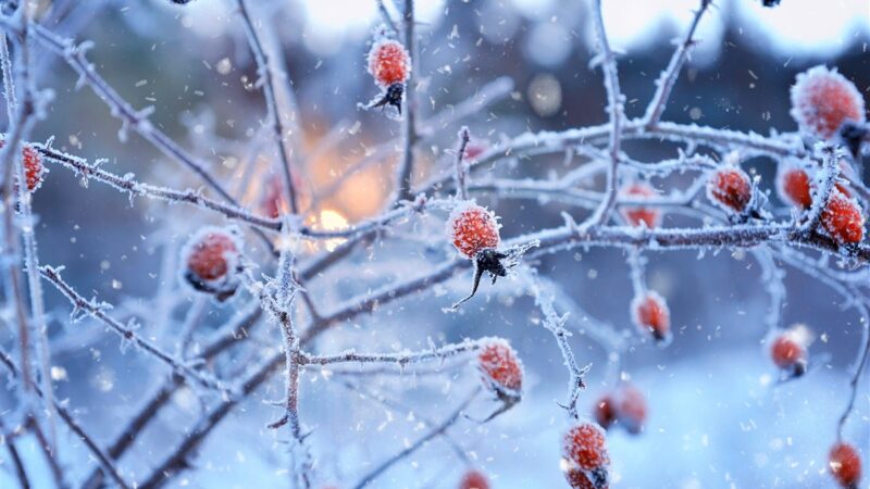 Jardin d’hiver résistant au froid : sélection de 14 plantes robustes anti-gel