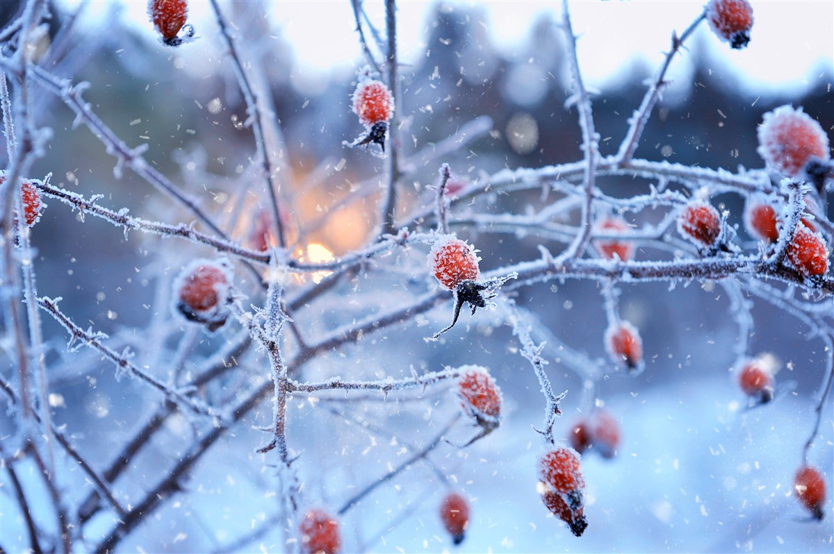 Jardin d’hiver résistant au froid : sélection de 14 plantes robustes anti-gel